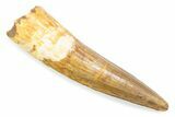 Fossil Spinosaurus Tooth - Real Fossil Tooth #372885-1